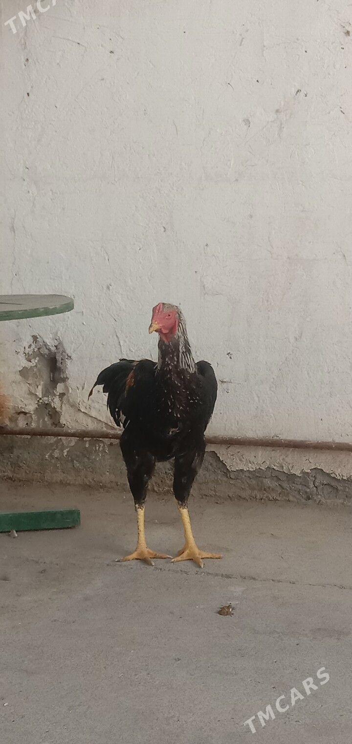 Taskent - Гарадамак - img 2