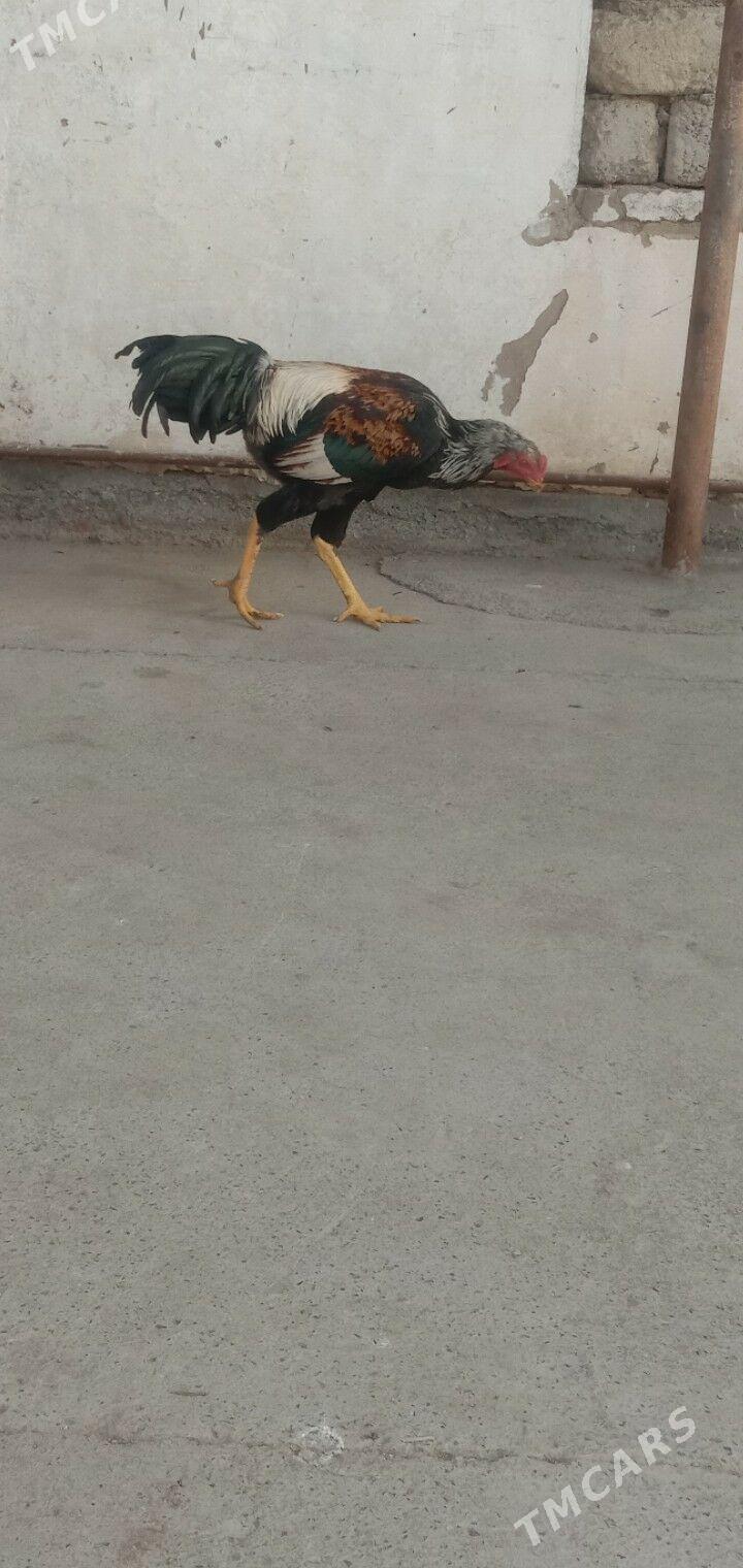 Taskent - Гарадамак - img 3