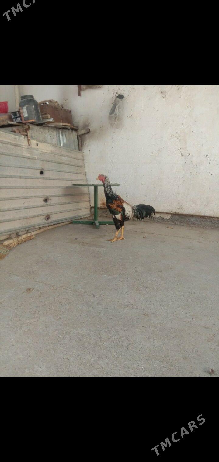 Taskent - Гарадамак - img 5