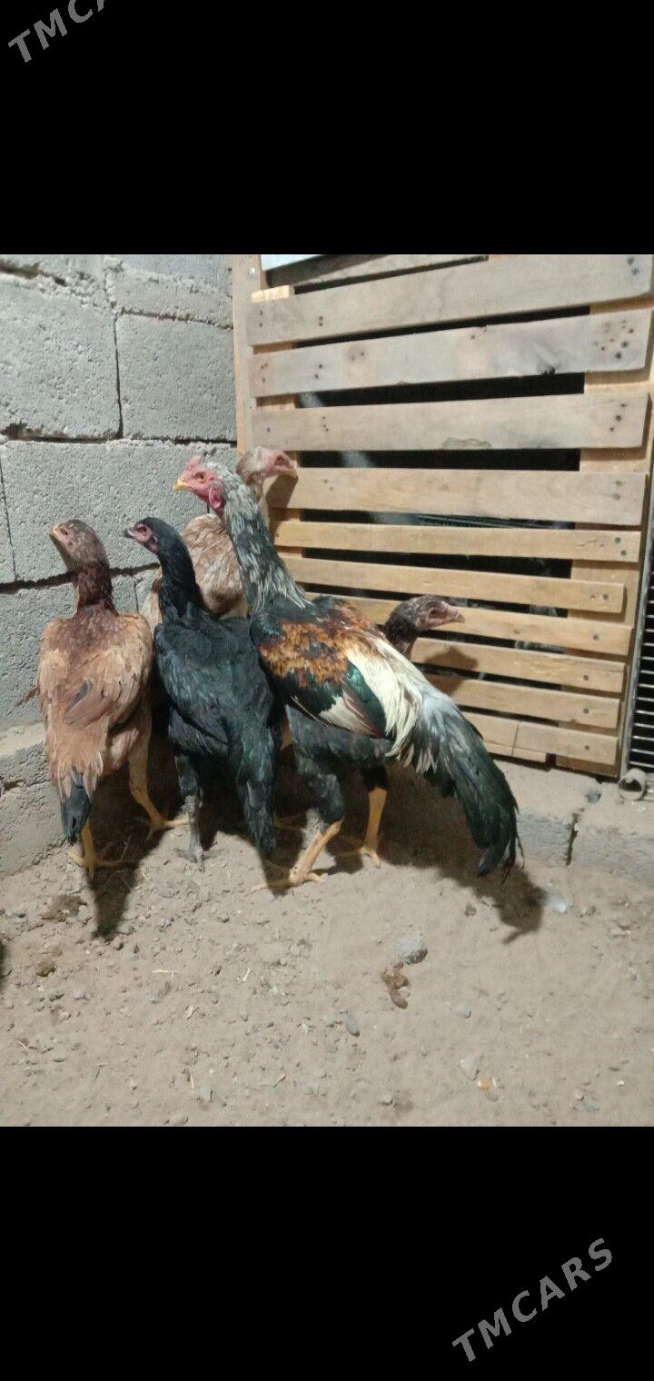 Taskent - Гарадамак - img 6