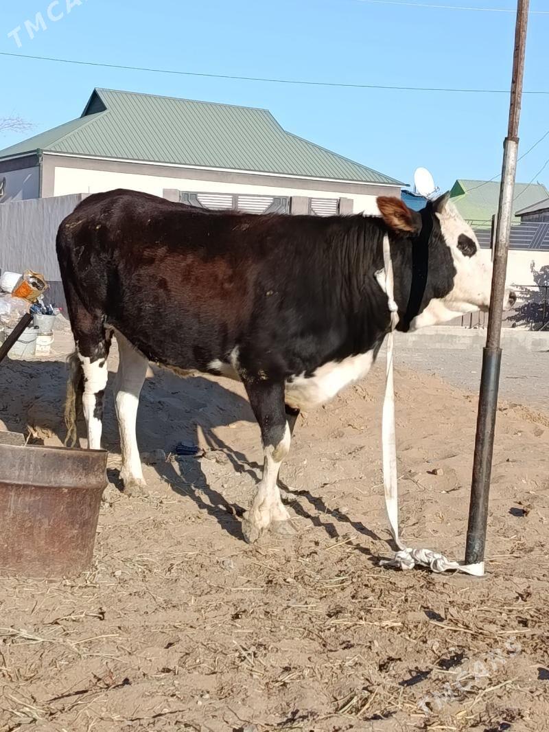 gibirit tuve - Ашхабад - img 3