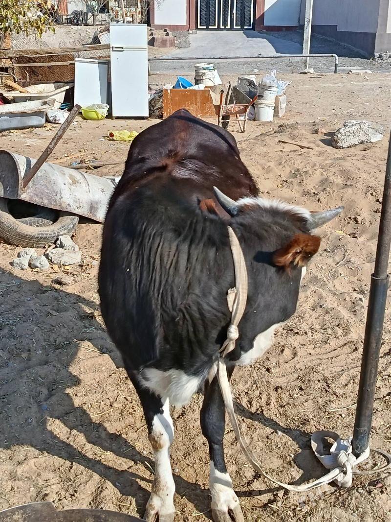 gibirit tuve - Ашхабад - img 2