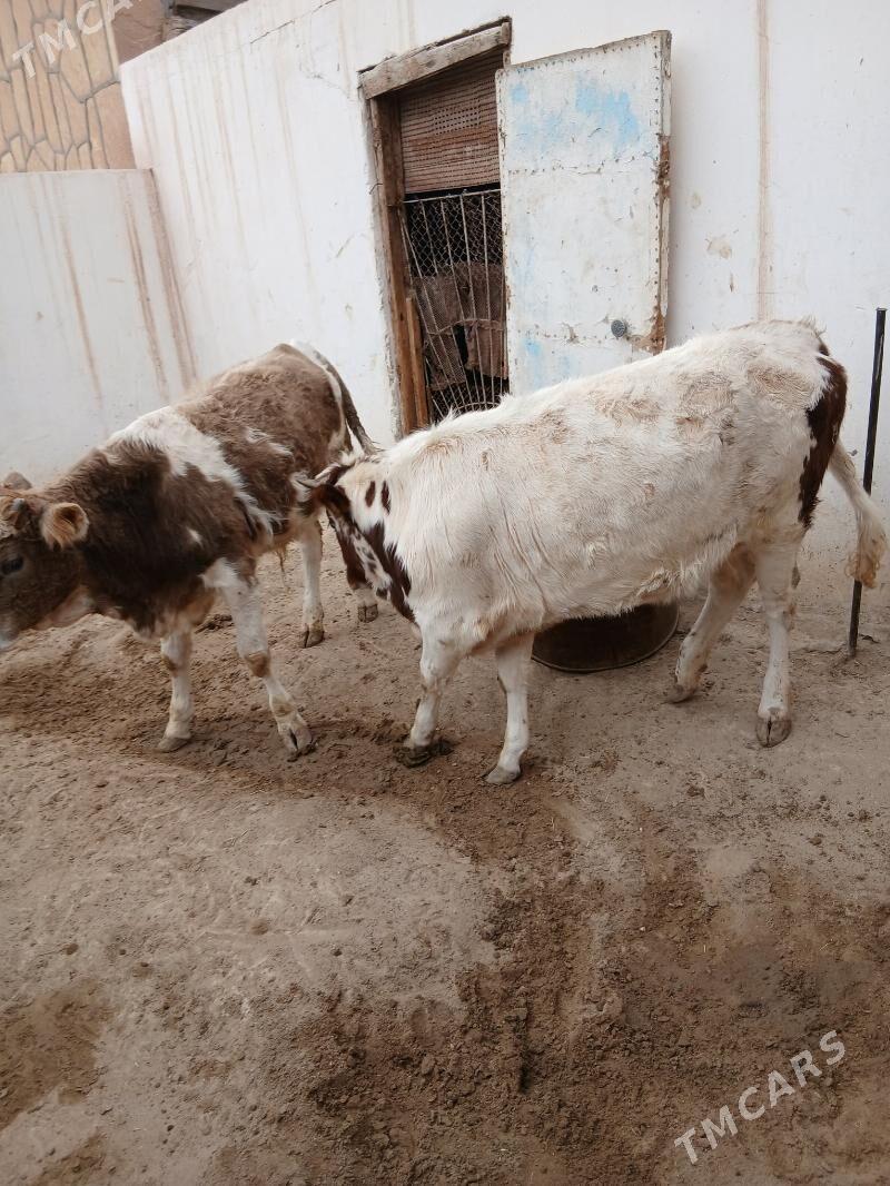 okuz - Гумдаг - img 3