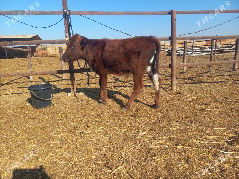 göle. - Wekilbazar - img 2