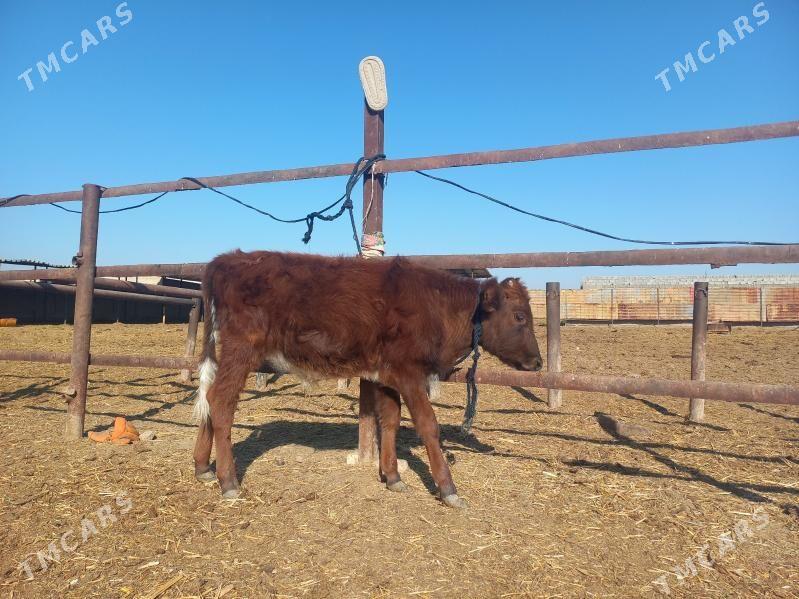 göle. - Wekilbazar - img 5