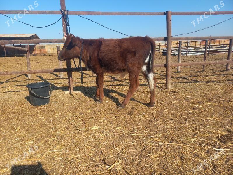 göle. - Wekilbazar - img 1