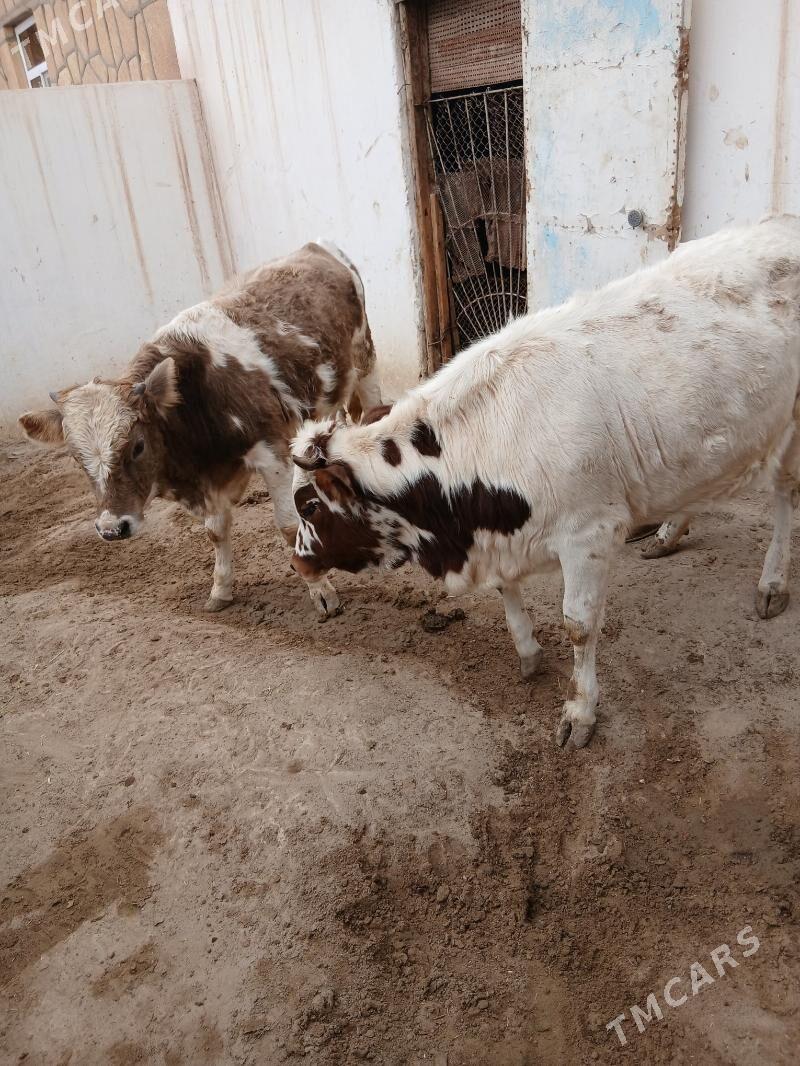 okuz - Гумдаг - img 2