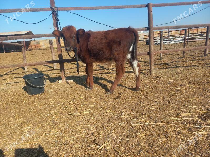 göle. - Wekilbazar - img 3