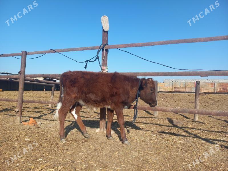 göle. - Wekilbazar - img 4