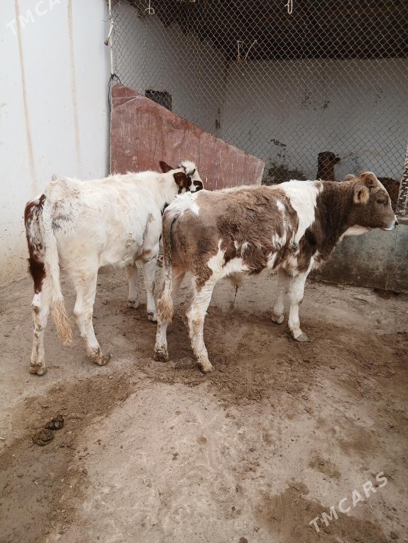 okuz - Гумдаг - img 1