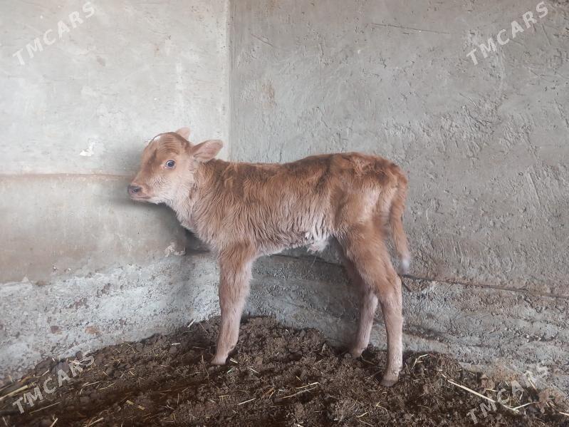 gole - Векильбазар - img 2