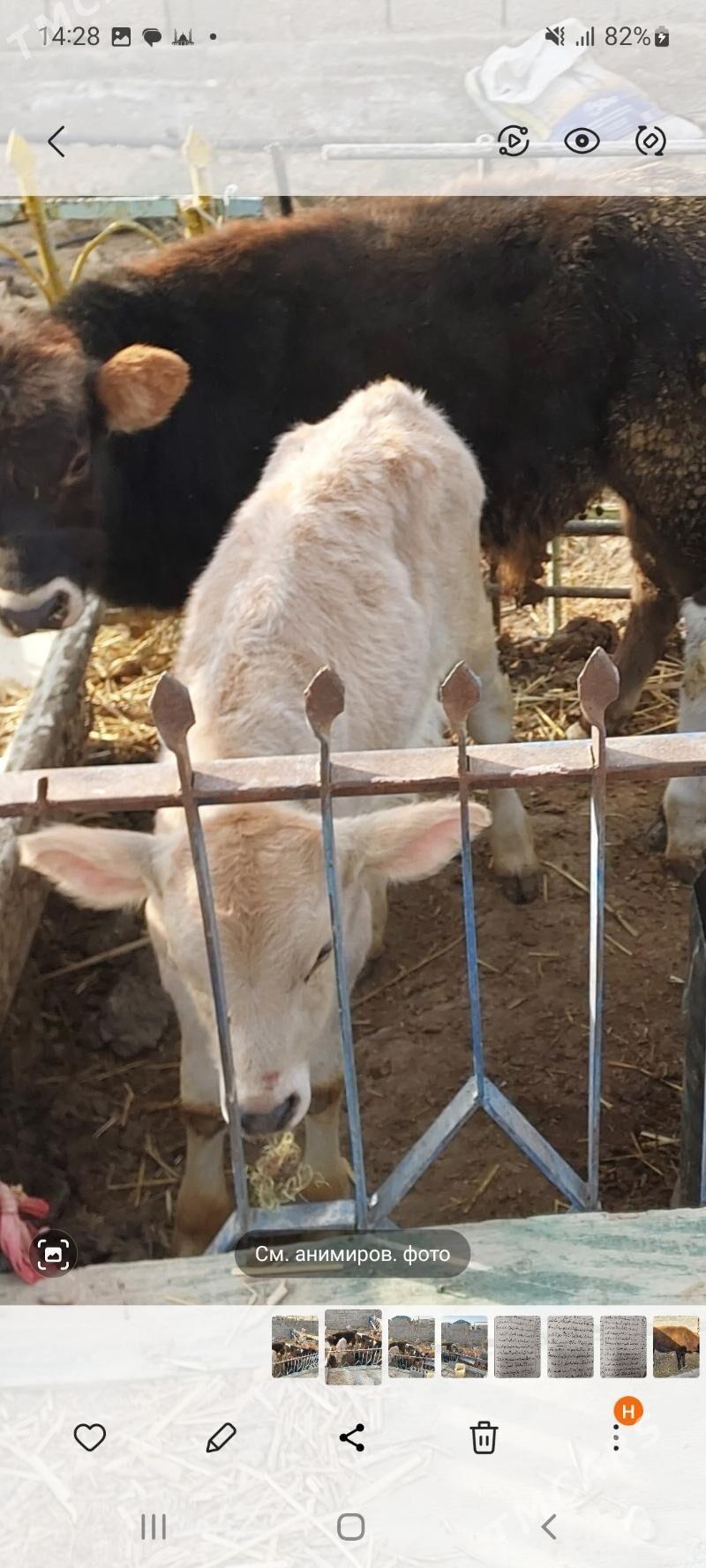 okuzçe - Balkanabat - img 4