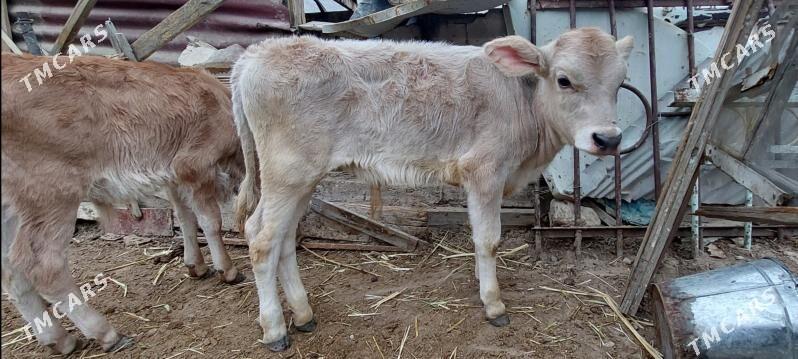 okuzçe - Balkanabat - img 3