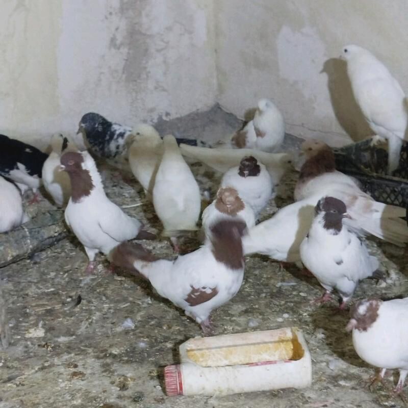 Kepderi Кепдери Голуби - Podwoýski köç. (Bitarap Türkmenistan şaýoly) - img 1