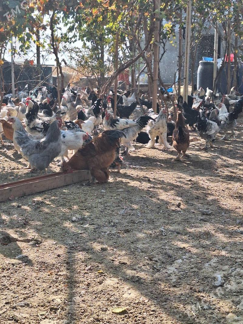 Paroda towugyn yumurtgasy - Байрамали - img 2