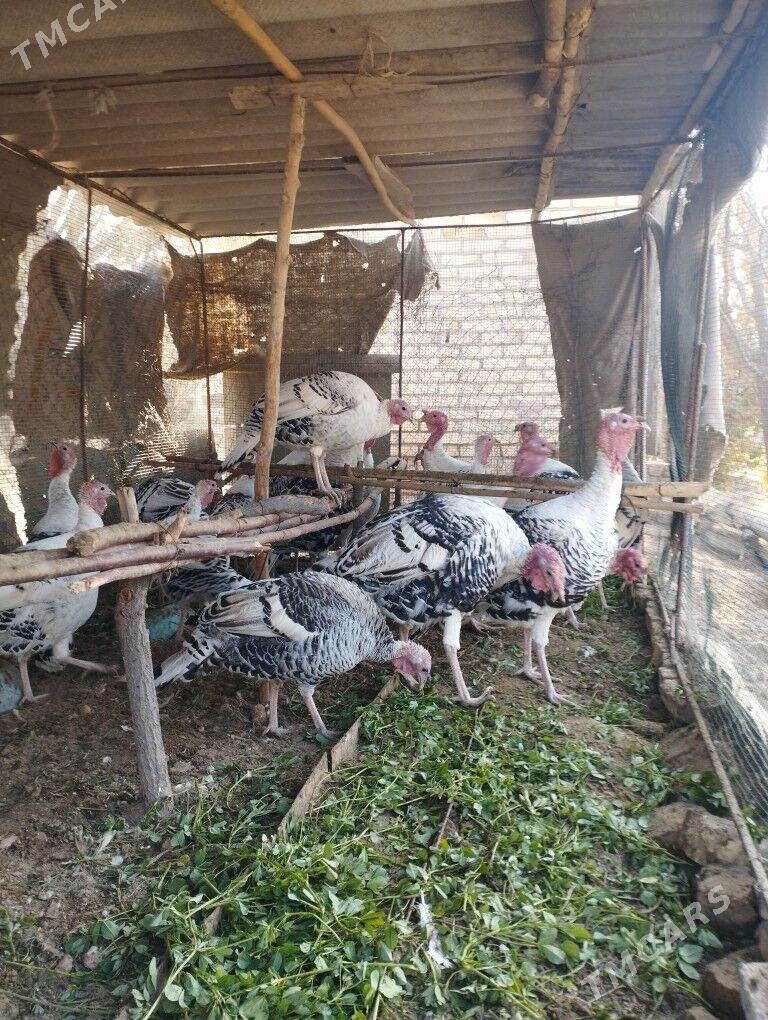 induklar - Саят - img 2