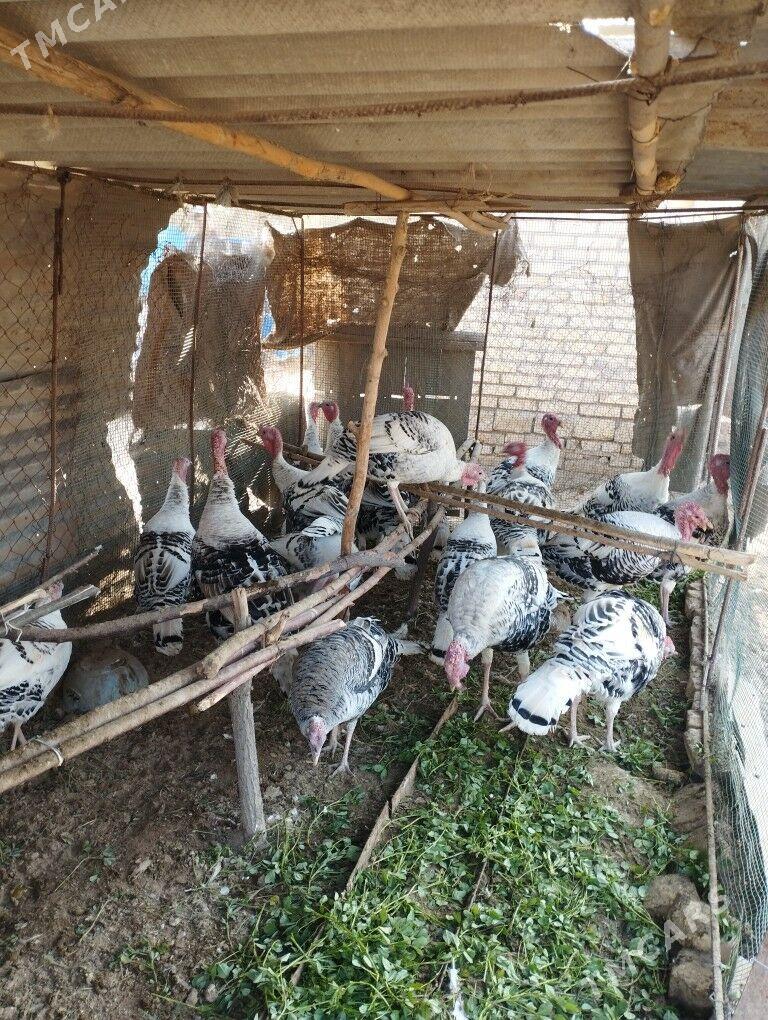 induklar - Саят - img 3