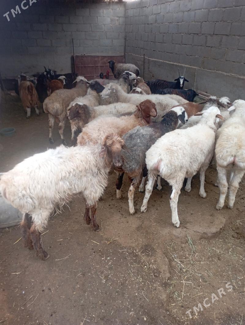 tokly - Gumdag - img 4