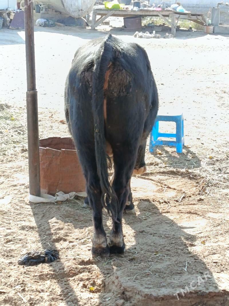 okuz - Ашхабад - img 2