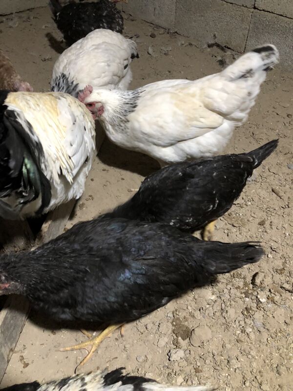 Legorin towuk induk - Herrikgala - img 9