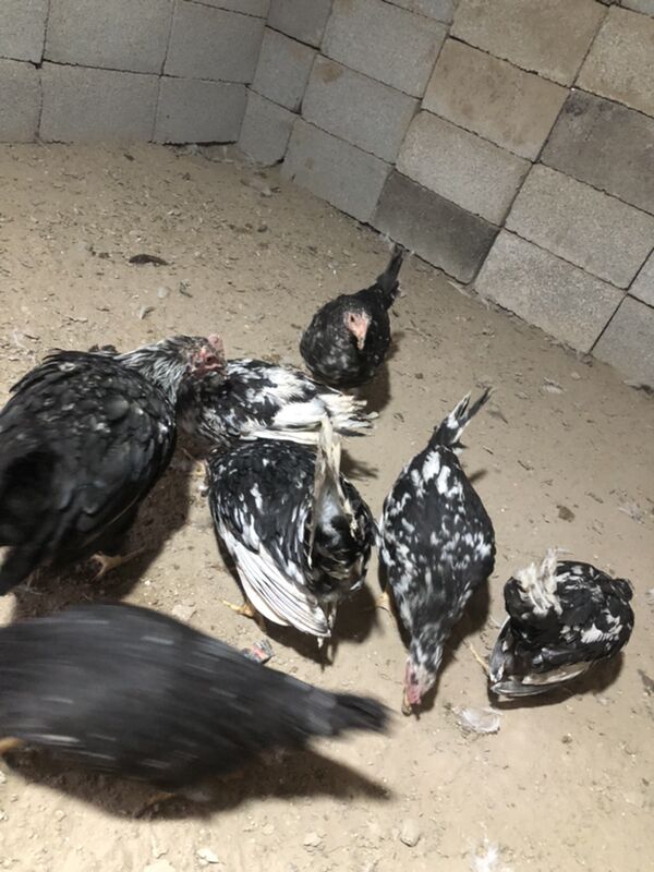 Legorin towuk induk - Herrikgala - img 5