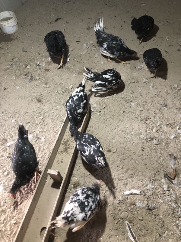 Legorin towuk induk - Herrikgala - img 4