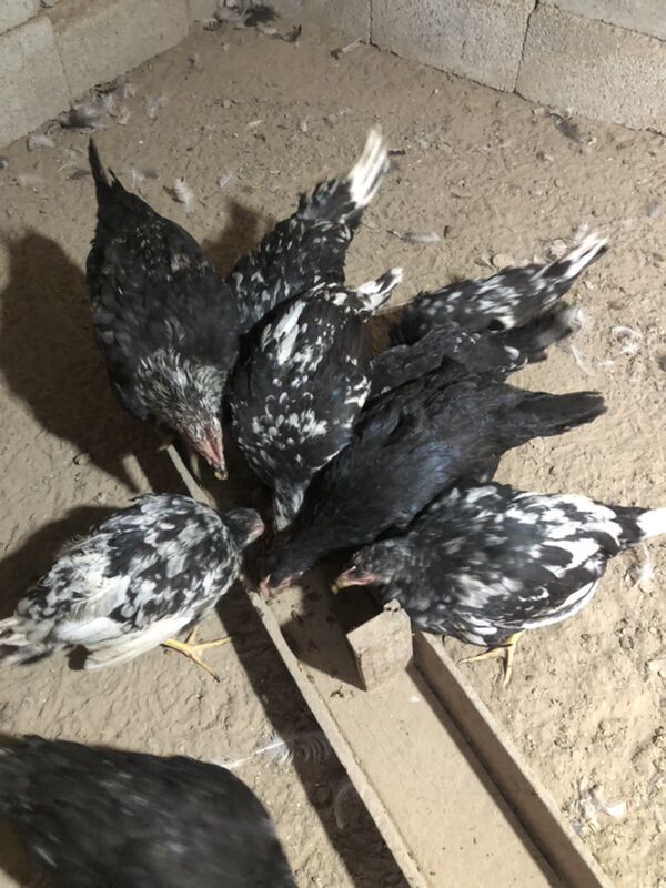 Legorin towuk induk - Herrikgala - img 8