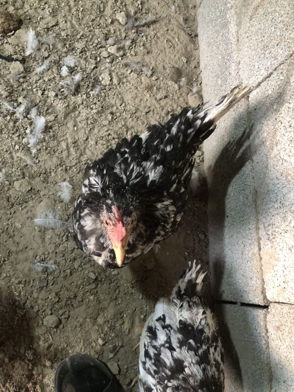 Legorin towuk induk - Herrikgala - img 1