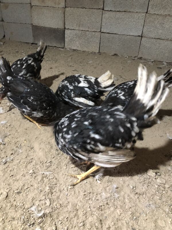 Legorin towuk induk - Herrikgala - img 2