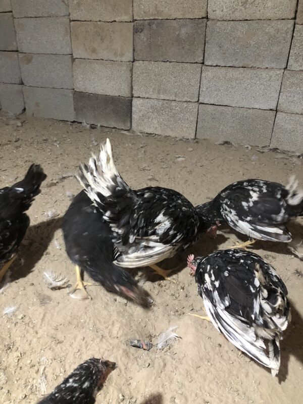 Legorin towuk induk - Herrikgala - img 3