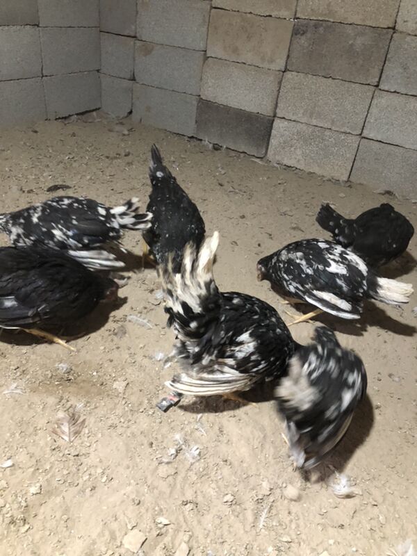 Legorin towuk induk - Herrikgala - img 6