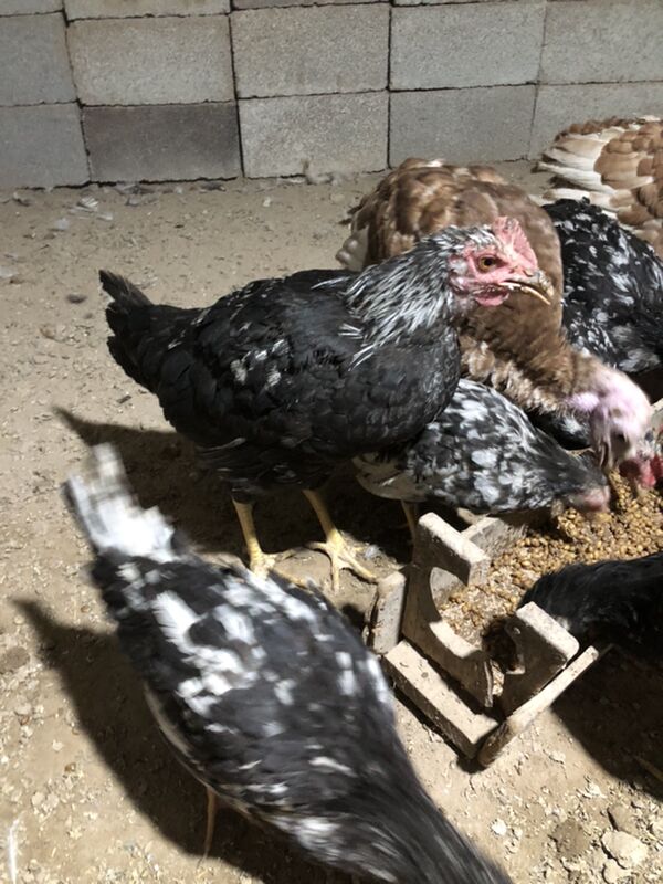 Legorin towuk induk - Herrikgala - img 10