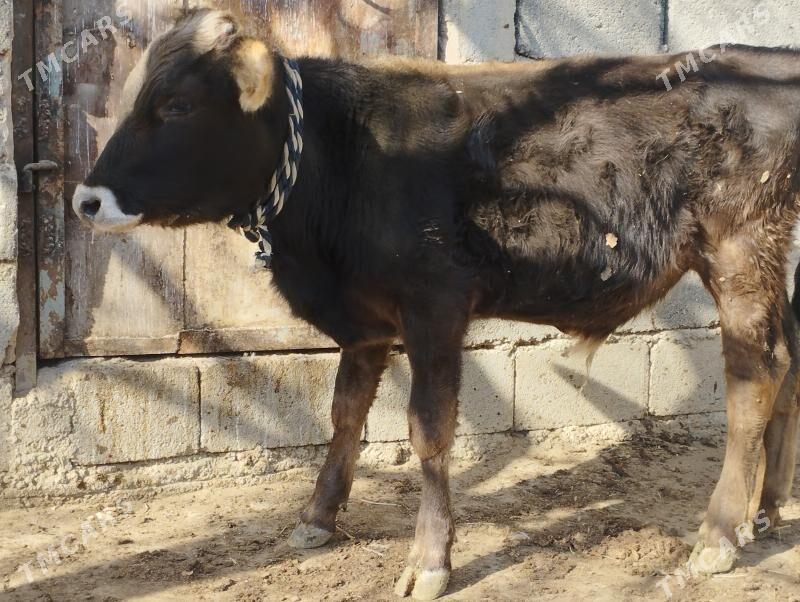 ökuzce - Büzmeýin - img 2