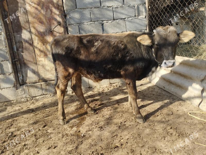 ökuzce - Büzmeýin - img 3