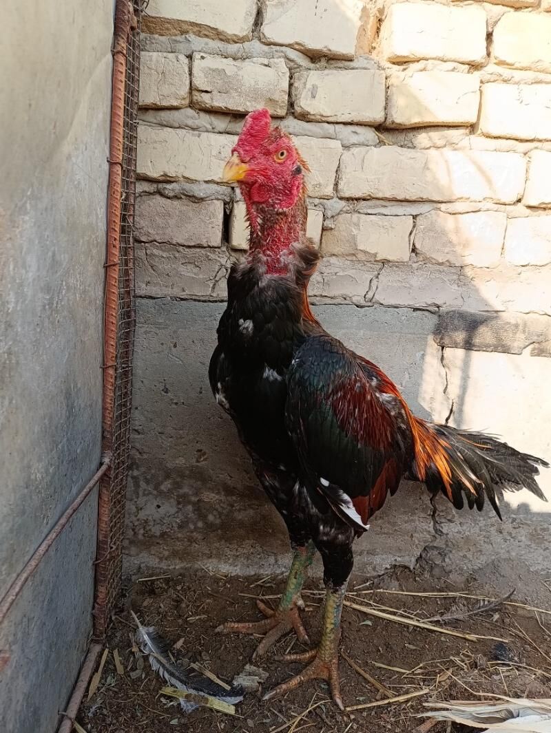 horaz - Фарап - img 4