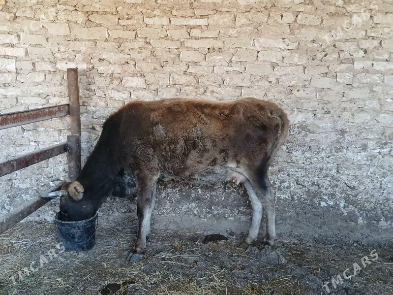 sygyr - Gyzylarbat - img 2