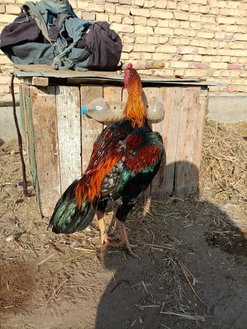 horaz - Фарап - img 3