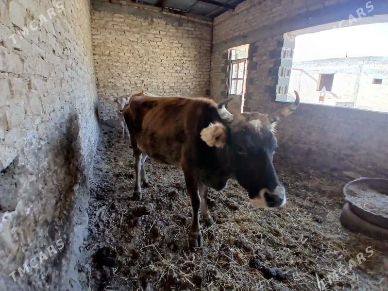 sygyr - Gyzylarbat - img 3