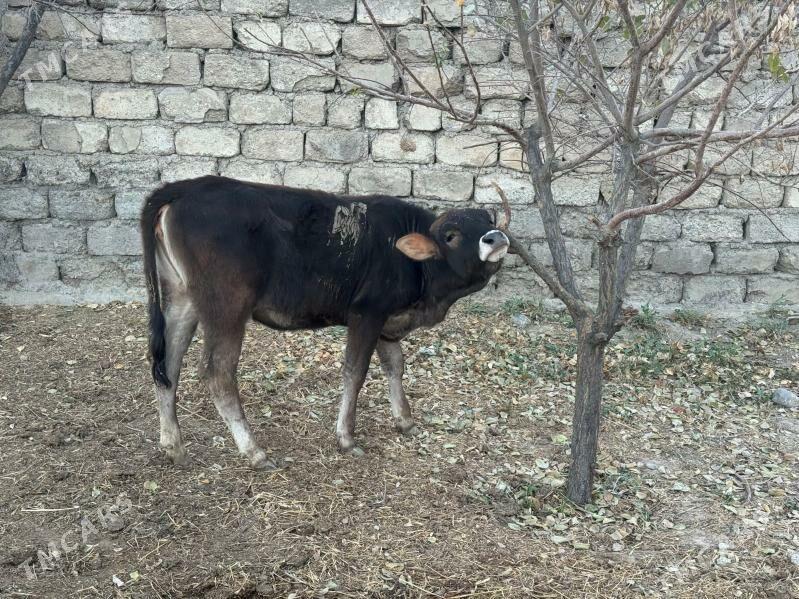 ŞIWES Tüweler - Büzmeýin - img 3