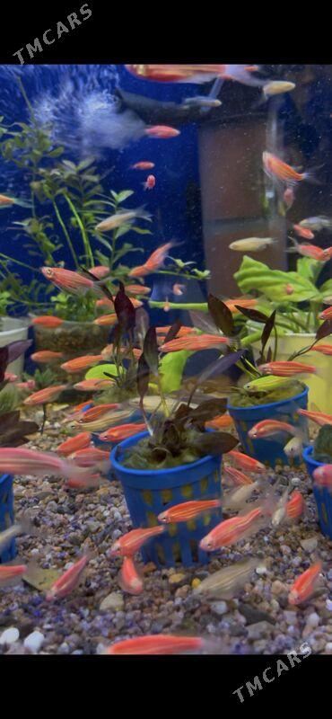 эхинодоус красный мини - Ашхабад - img 2