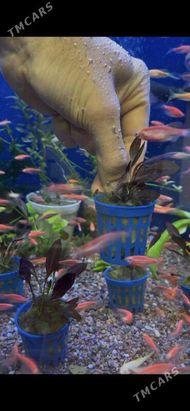 эхинодоус красный мини - Ашхабад - img 3