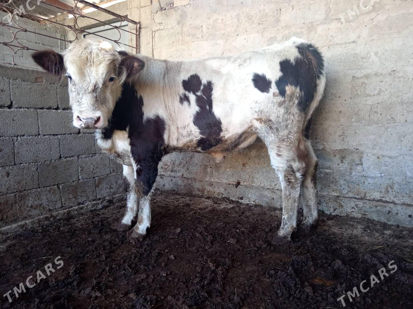 öküz - Aşgabat - img 2