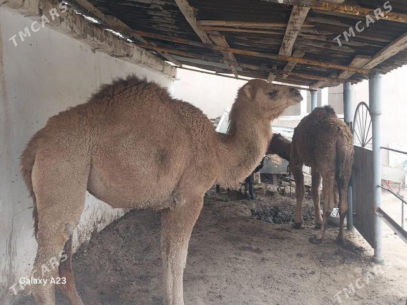 Ogsuk - Балканабат - img 2