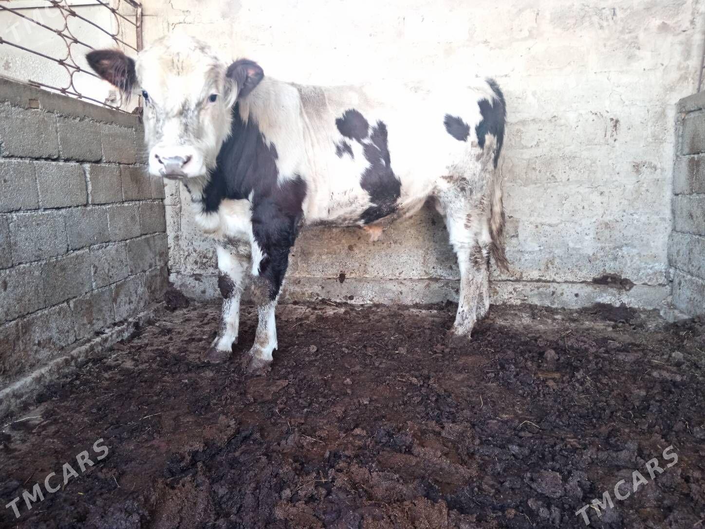 öküz - Aşgabat - img 3