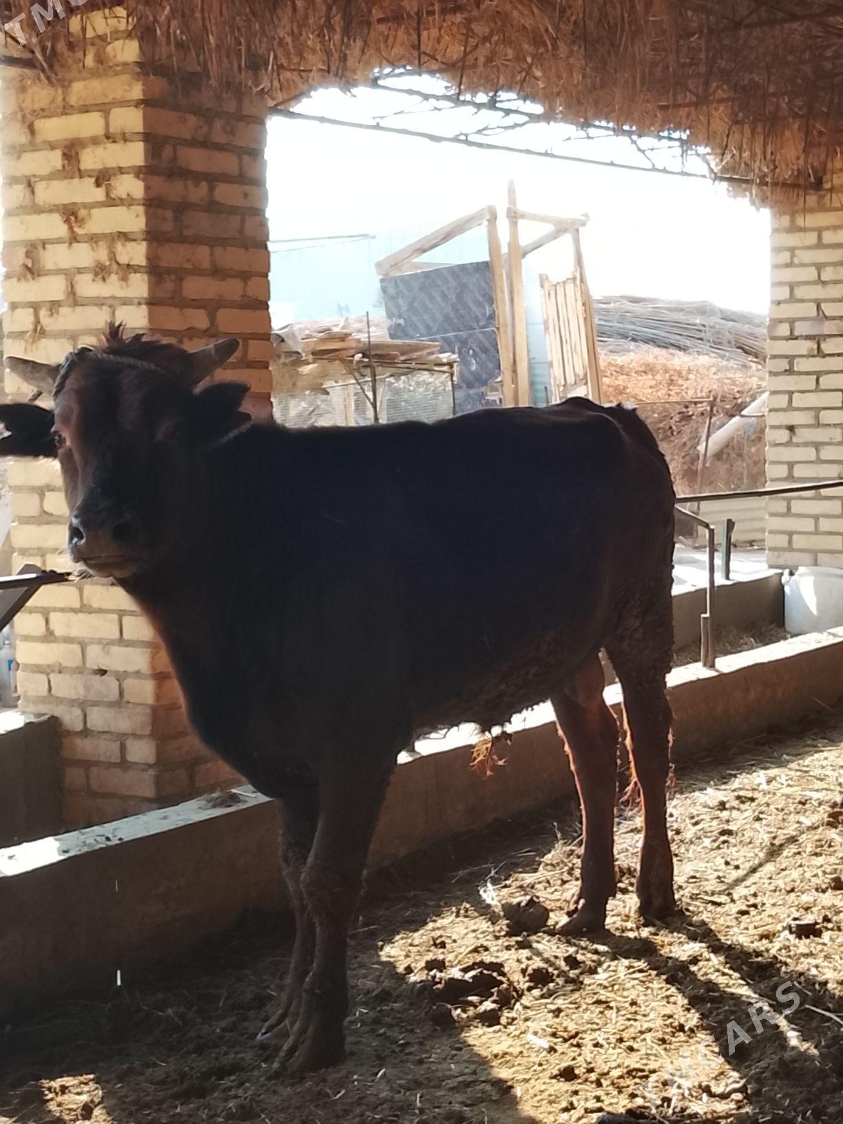 burlat okuz - Дянев - img 2