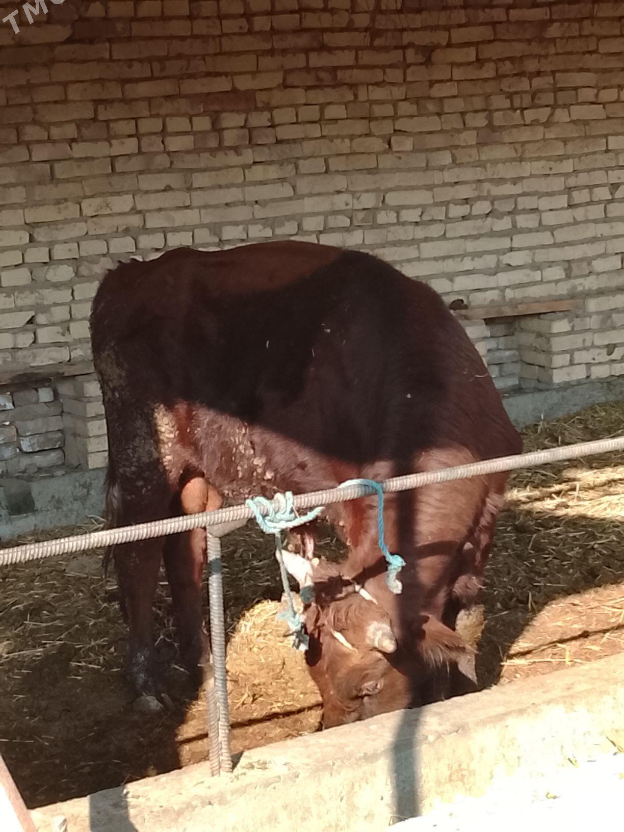 burlat okuz - Дянев - img 3