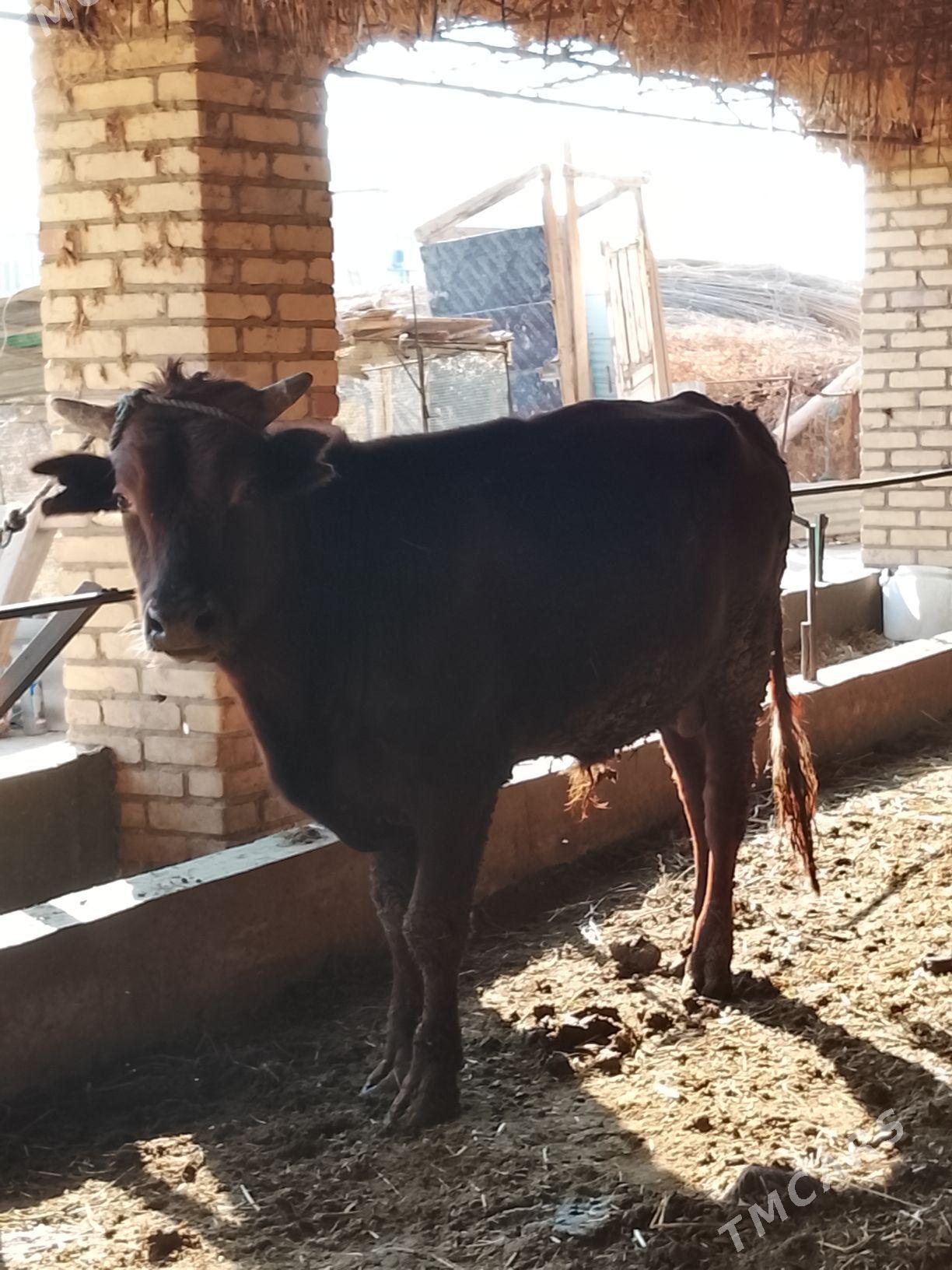 burlat okuz - Дянев - img 4