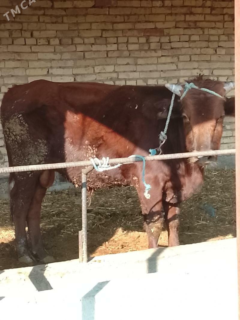 burlat okuz - Дянев - img 5