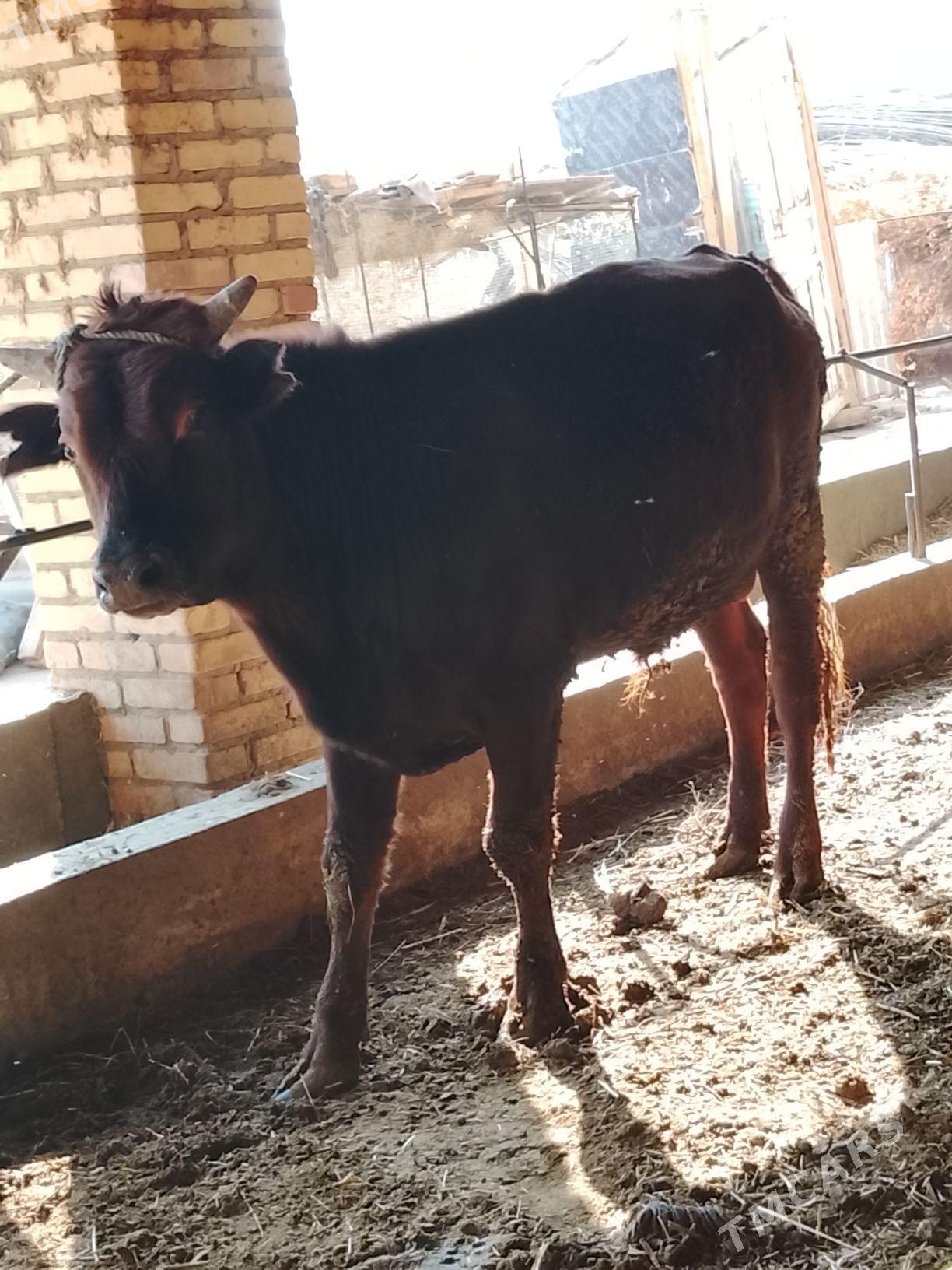 burlat okuz - Дянев - img 6