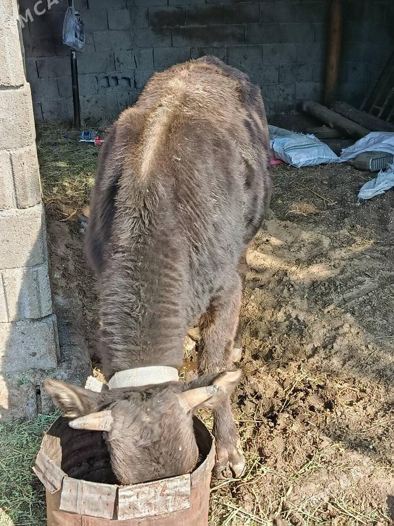 okuz - Aşgabat - img 3